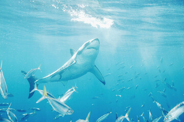 Great White Shark in the Pacific Ocean © willtu