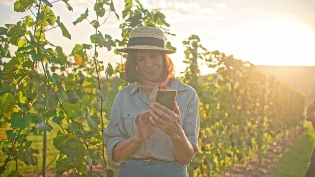 Senior Caucasian woman using smartphone in vineyard at sunset. Elderly female wearing straw hat typing on mobile phone between grape vines. Man in background. Rural wine harvest lifestyle outdoors.
