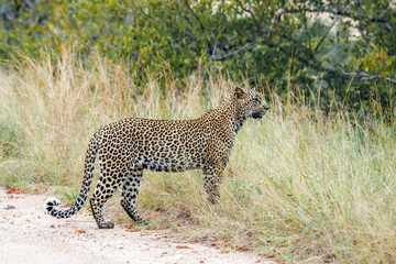 Fototapeta premium Leopard standing in alert in grass in Greater Kruger National park, South Africa ; Specie Panthera pardus family of Felidae