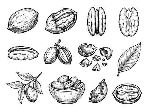 hand drawn pecan nut line art collection with shell and kernel element on white background, for food menu design