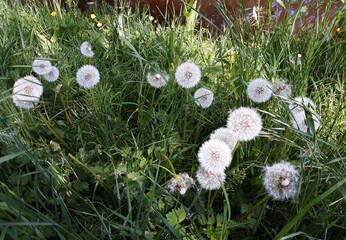 Taraxacum Officinale or Dandelion seed head, in the garden. © Raul