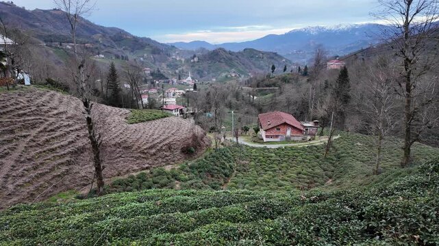 A forest view from Rize, Turkey
