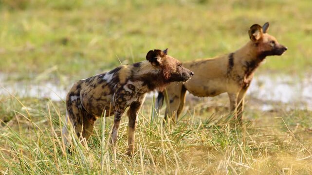 Two African Wild Dogs (Lycaon pictus) stand together in Moremi Game Reserve. One dog bears a distinctive scar, with half of its ear missing. 