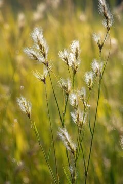 Macro photograph of Conyza canadensis in a grassy field at dawn