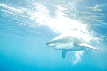 Fototapeta premium Great White Shark in the Pacific Ocean