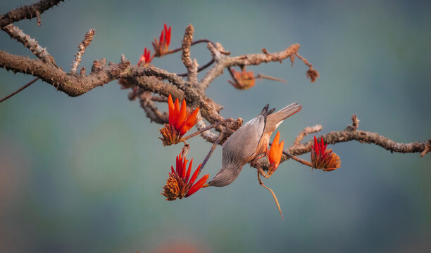 Chestnut-tailed Starling (Sturnia malabarica) Perched on Blooming Flame of the Forest (Butea monosperma) Tree in Natural Habitat