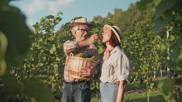 Elderly Caucasian man offering grape to woman in vineyard and feeding while holding wicker basket with fresh harvest. Senior couple tasting fruit between green vines. Wine growing and rural lifestyle.