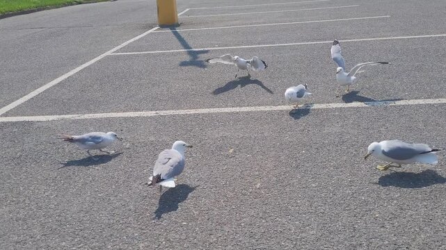 A flock of gulls gathers to feed on scattered food across a sunlit asphalt parking lot, casting sharp shadows over painted white parking lines.