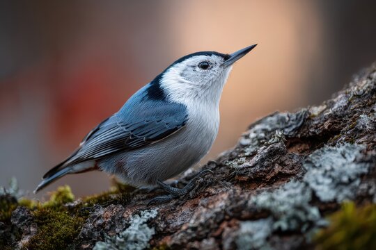 Wildlife portrait of a white-breasted nuthatch on a mossy branch in a woodland setting