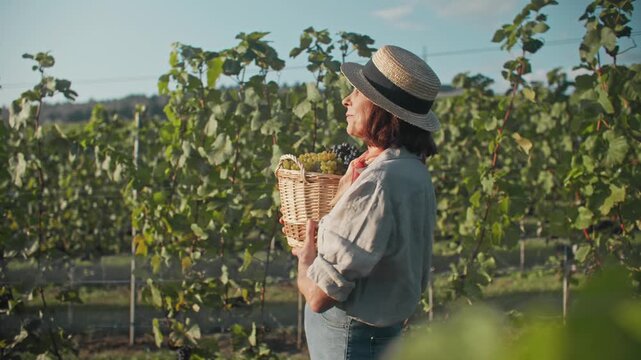 Senior Caucasian woman walking in vineyard and holding wicker basket with ripe grapes. Female farmer in straw hat waving with hand like greeting at harvest. Wine growing agriculture and countryside.