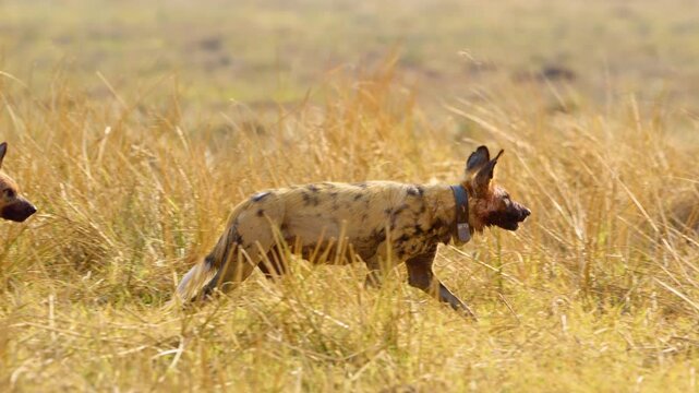 Two African Wild Dogs running in the savannah, one with a tracker collar and blood on its face. 