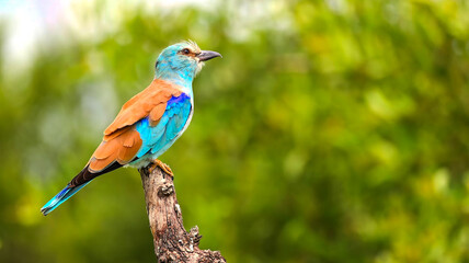 Obraz premium A colorful European roller bird perched on a dry branch.