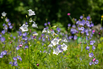 Fototapeta premium Kräutergarten
