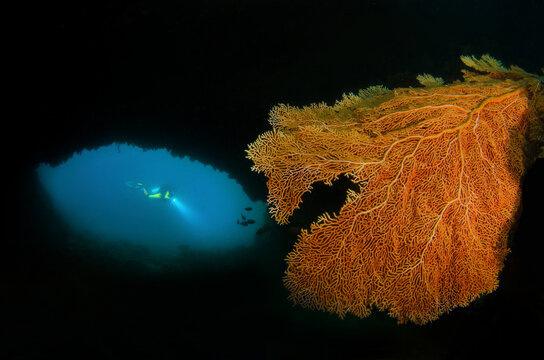 Southwest Papua, Indonesia - 26 October 2015: View of a scuba diver exploring an underwater cave with a large orange sea fan in the foreground in Raja Ampat Regency.