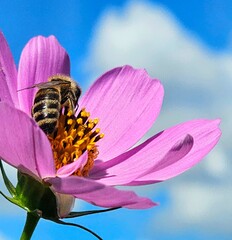 bee on pink flower © Даша 