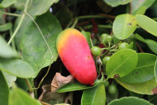 Pond Apple Fruit with Wild Cayratia Trifolia Berries in the Mekong Delta, Vietnam