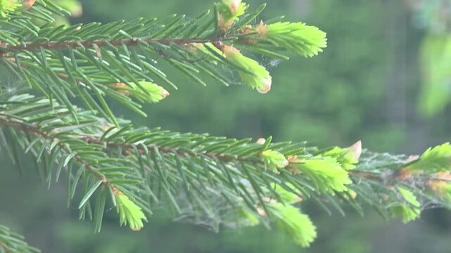 Pine tree with new growth and spider web in a forest setting during early morning