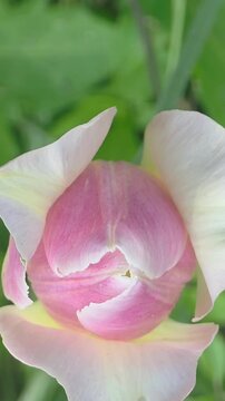 Close look at a flower bud with an insect in a garden on a sunny day