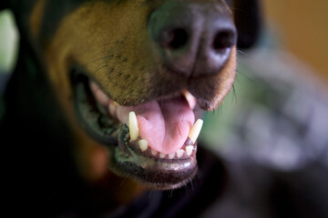 dog teeth and tongue black doberman,  © KONARSKI