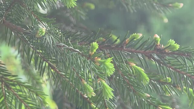 New green growth on tree branches shows arrival of spring in nature park