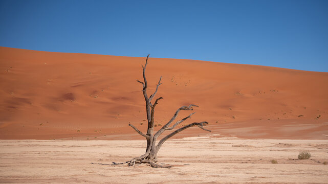 Arbres p&eacute;trifi&eacute;s de Deadvlei en Namibie avec paysage d&eacute;sertique embl&eacute;matique, d&eacute;sert du Namib en Namibie
