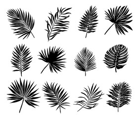 Black palm fronds in bold silhouette. Diverse shapes, sizes, and textures stand out starkly. Each leaf radiates tropical energy and natural grace. Perfect for design, branding, or editorial projects © Creative_Juice_Art