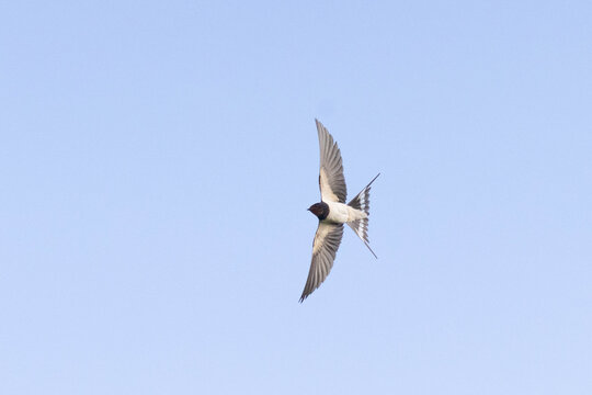 Mehlschwalbe im Flug