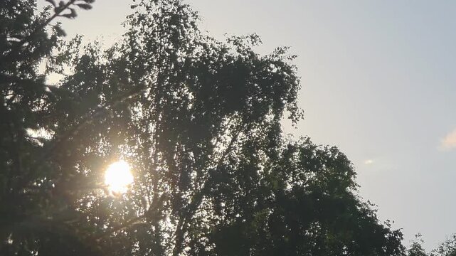 Sun shines through trees in a bright afternoon sky