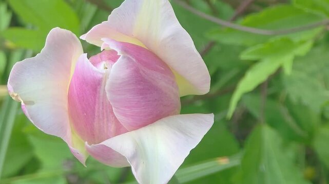 Close up view of a pink rose bud in a garden during summer season