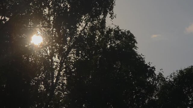 Sun shining through trees at the park during late afternoon hours