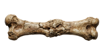 Fototapeta premium Highly Detailed Scientific Render of an Ancient Bone Fossil with a Healed Fracture Isolated on White