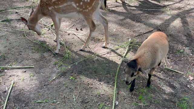 Fallow deer and wild sheep grazing on green branches on the ground in an outdoor enclosure
