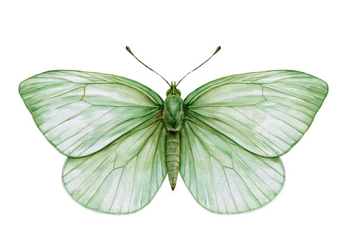 Green butterfly illustration on transparent background