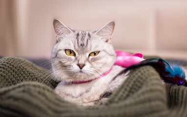 Tabby cat resting on a green knitted blanket with a pink toy, cozy pet scene, domestic feline moment, soft animal comfort, indoor relaxation © ketrin