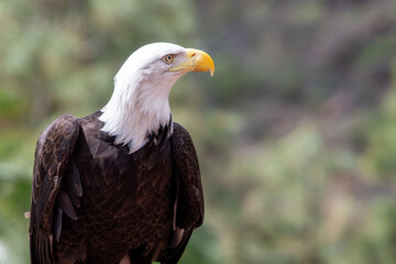 Fototapeta premium Portrait of a bald eagle (haliaeetus leucocephalus)