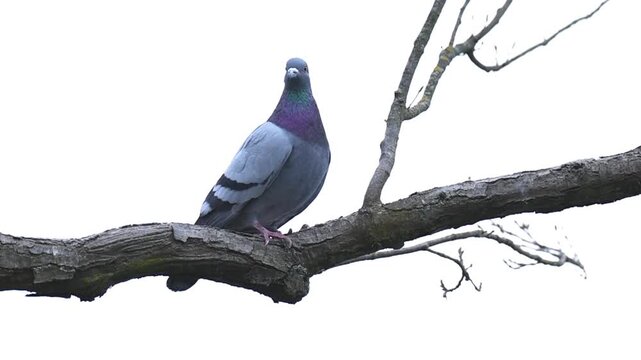 Feral pigeon standing an walking on a city location