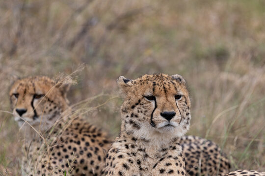 Two Cheetahs Resting in Grass, Sabi Sands