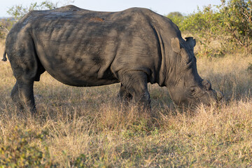 Fototapeta premium White Rhinoceros Grazing in Savanna, Sabi Sands