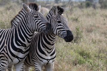 Close Up of Two Plains Zebras Standing Together in Sabi Sands © Foundry Photo