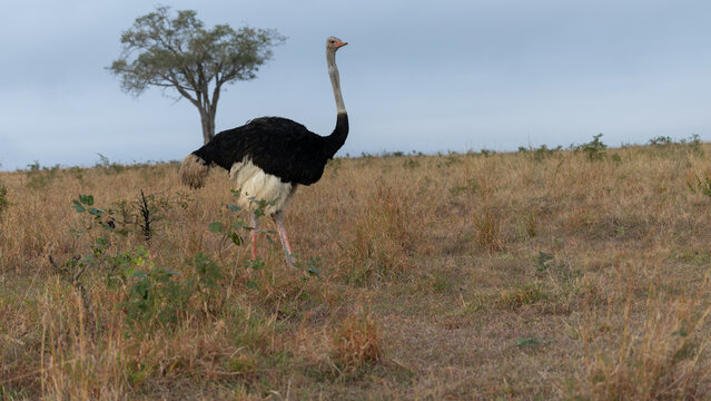 Male Common Ostrich Walking in Sabi Sands Savannah