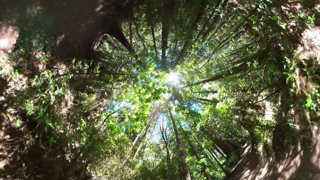 Redwood National Park Hiking in Lady Bird Johnson Grove POV 05 California USA