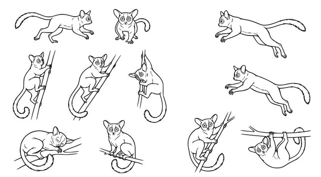 Detailed black and white line art collection of bushbabies in various playful poses illustrating galago behavior for wildlife educational children coloring pages