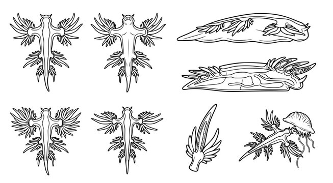 Blue dragon sea slug collection showing Glaucus atlanticus in various poses and top views for marine biology research and ocean life scientific illustration set