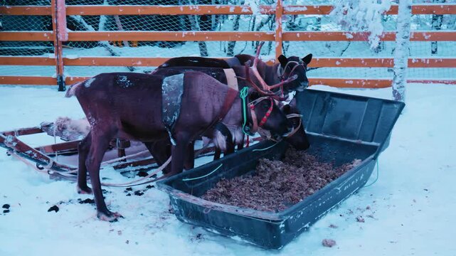 Domestic deer eat food from a large vat in an aviary.