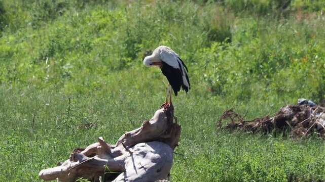 White stork (Ciconia ciconia) grooming feathers on a log in a meadow.