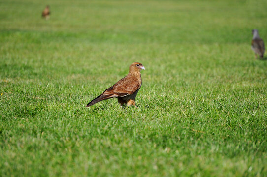 Chimango on the grass, also called Tiuque, a bird native to South America