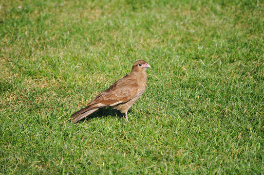 Chimango, also called Tiuque, a bird native to South America
