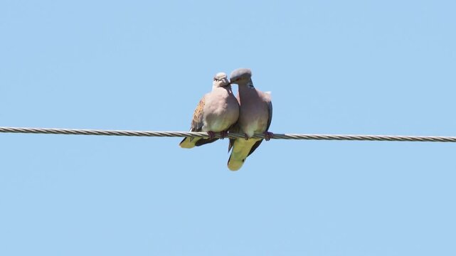 A pair of European turtle doves (Streptopelia turtur) engaged in gentle courtship preening
