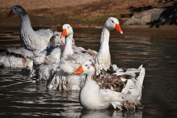 Group of beautiful geese in the lagoon © Myrarte