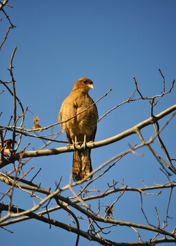 Tiuque or Chimango perched in a tree